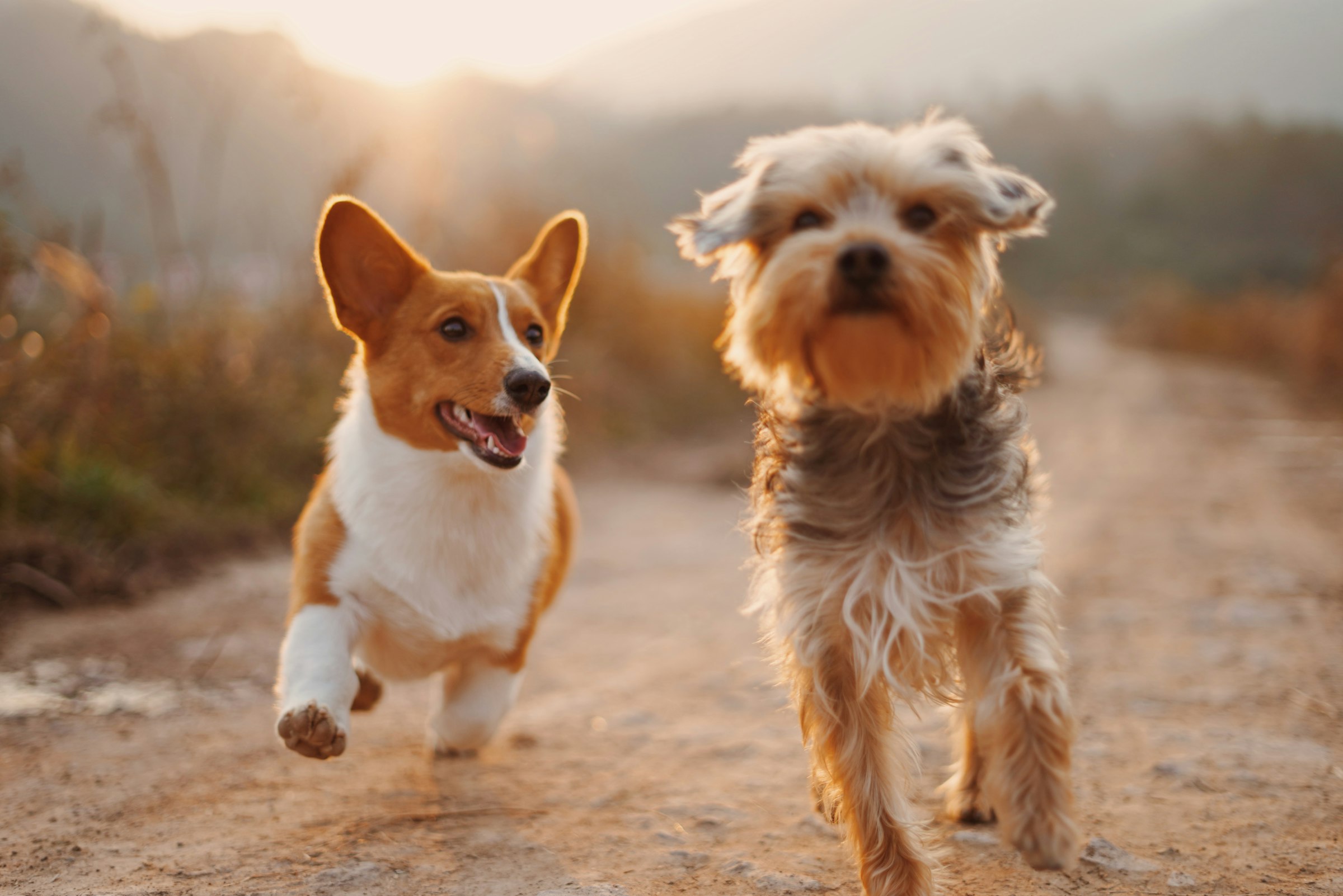 Two happy dogs trotting up a path in golden evening light