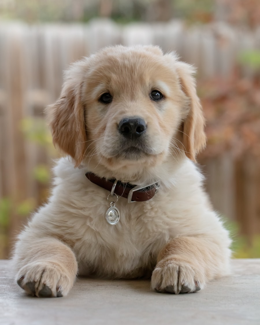 A golden retriever puppy resting on a porch step