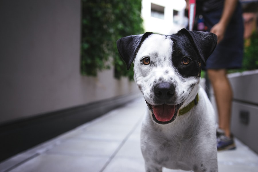 A smiling dog out on a leashed walk with its person