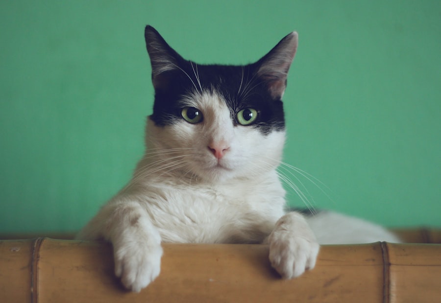 A curious cat resting its paws on a fence, looking at the camera