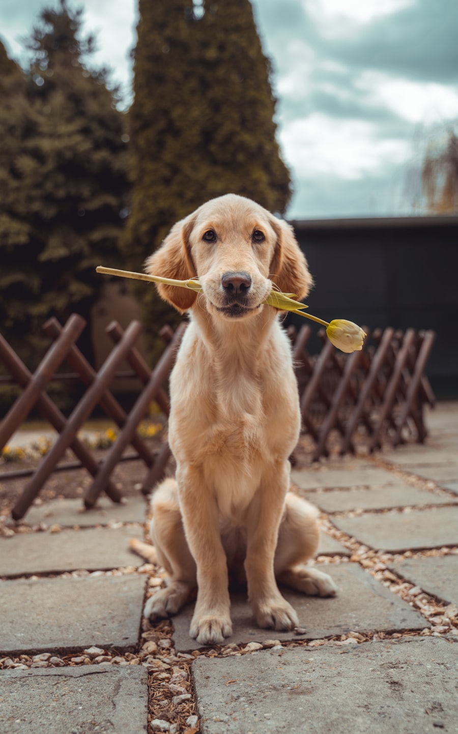 Brought me a flower on our morning walk. An absolute gentleman.